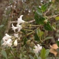 Hedyotis trimenii var. trimenii Deb & Ratna Dutta